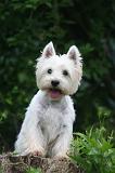 WESTIE 447